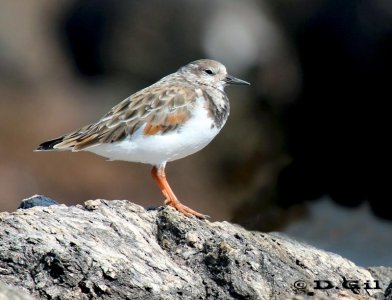 VUELVEPIEDRAS (Arenaria interpres) - Jose Ignacio-MALDONADO (Octubre 2011)